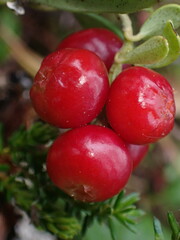 Vaccinium vitis-idaea
