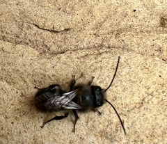 Osmia ribifloris