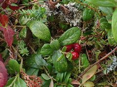 Vaccinium vitis-idaea
