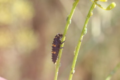 Coccinella septempunctata