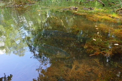 Cyprinus carpio carpio