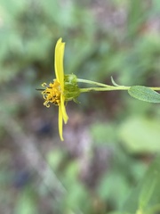 Helianthus microcephalus