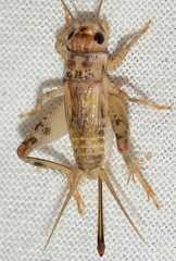 Eumodicogryllus bordigalensis