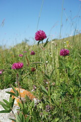 Trifolium alpestre