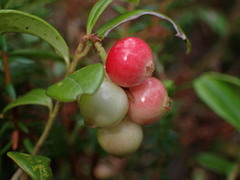 Vaccinium vitis-idaea