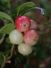 Vaccinium vitis-idaea