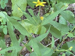 Helianthus microcephalus