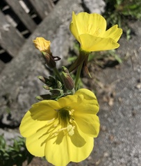 Oenothera glazioviana