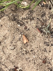 Uresiphita reversalis