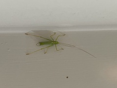 Meconema thalassinum