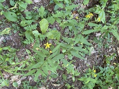 Helianthus microcephalus
