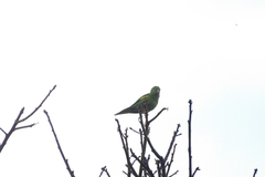 Brotogeris chiriri