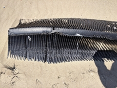 Megaptera novaeangliae