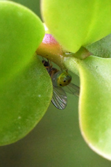 Luzonimyia natalensis