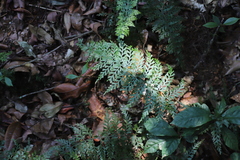 Asplenium bugoiense