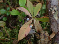 Lysimachia europaea