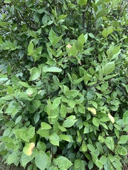 Calycanthus floridus