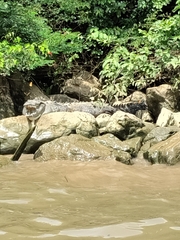 Crocodylus acutus