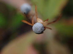 Lysimachia europaea