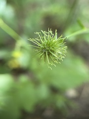 Sanicula canadensis