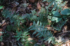 Asplenium bugoiense