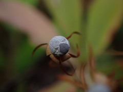 Lysimachia europaea