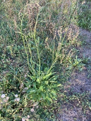 Rumex thyrsiflorus