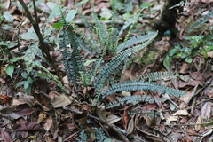 Asplenium normale