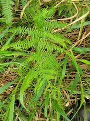 Athyrium filix-femina