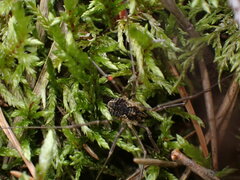Oligolophinae