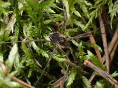 Oligolophinae