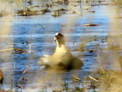 Alopochen aegyptiaca