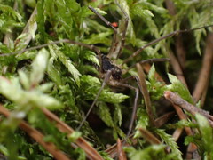 Oligolophinae