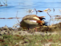 Alopochen aegyptiaca