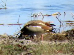 Alopochen aegyptiaca