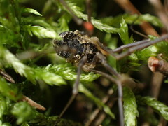 Oligolophinae