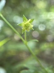 Sanicula canadensis