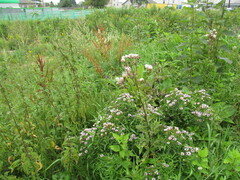 Symphyotrichum × salignum
