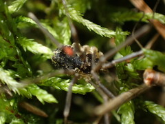 Oligolophinae