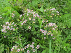 Symphyotrichum × salignum