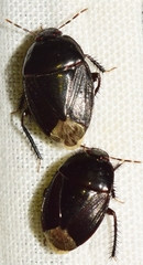 Macroscytus brunneus