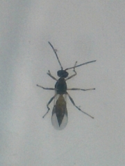 Aphidiinae