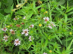 Symphyotrichum × salignum
