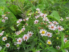 Symphyotrichum × salignum