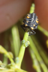 Coccinella septempunctata
