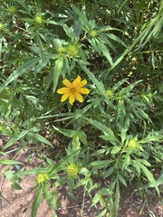 Bidens aristosa