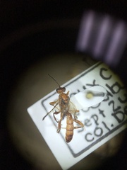 Rubicundiella