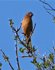 Cyanoloxia brissonii