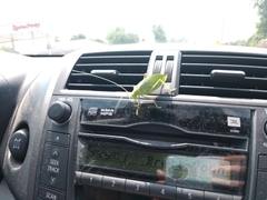 Pterophylla camellifolia