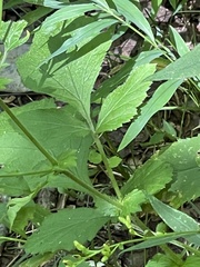 Sanicula canadensis